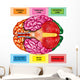 Human Brain Underside - Horizontal Wall Decal