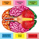 Human Brain Underside - Horizontal Wall Decal
