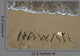 Hawaii Wall Decal