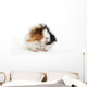 Guinea Pig Wall Decal