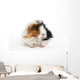 Guinea Pig Wall Decal