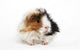 Guinea Pig Wall Decal