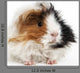 Guinea Pig Wall Decal