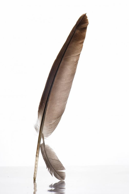 Feather Wall Decal