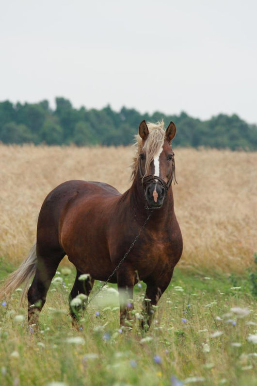 Cheval Wall Decal