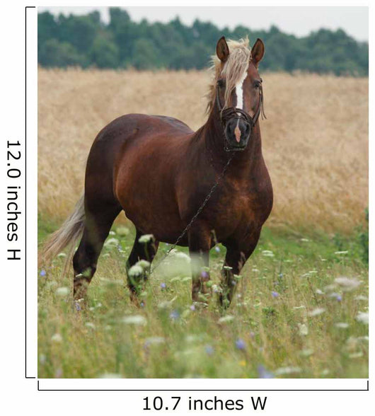 Cheval Wall Decal