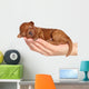 Little Puppy One Week Wall Decal
