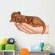 Little Puppy One Week Wall Decal