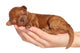 Little Puppy One Week Wall Decal