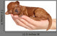 Little Puppy One Week Wall Decal