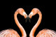 Loving Pink Flamingos Wall Decal