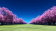 Row of Cherry Blossoms Wall Decal