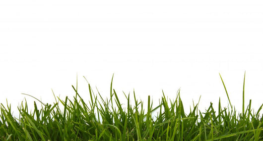 Grass Close-Up Wall Decal
