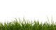 Grass Close-Up Wall Decal