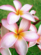 Tropical Flowers Pink Tropical Wall Decal