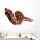 Snake Boa Python Wall Decal