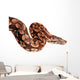 Snake Boa Python Wall Decal