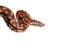 Snake Boa Python Wall Decal