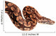 Snake Boa Python Wall Decal