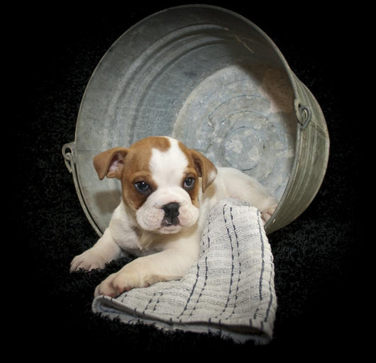 Sweet Little Bulldog Puppy Wall Decal