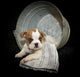 Sweet Little Bulldog Puppy Wall Decal