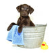 Lab Puppy Getting Bath Wall Decal