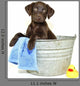 Lab Puppy Getting Bath Wall Decal