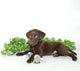 Lab Puppy Wall Decal