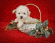 Christmas Puppy Wall Decal