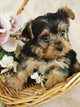 Yorkie Puppy in a Basket Wall Decal