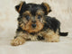 Yorkie Puppy Wall Decal