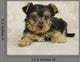 Yorkie Puppy Wall Decal