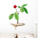 Panax Ginseng Wall Decal