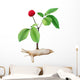 Panax Ginseng Wall Decal