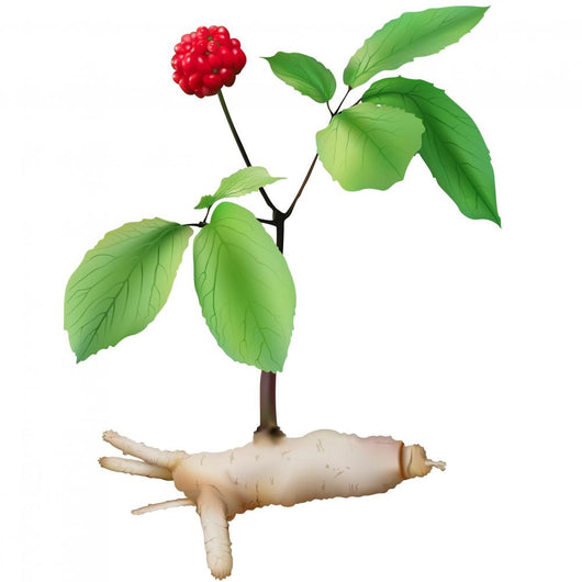 Panax Ginseng Wall Decal
