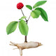 Panax Ginseng Wall Decal