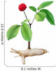 Panax Ginseng Wall Decal