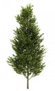 Common Aspen White Wall Decal