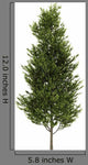 Common Aspen White Wall Decal