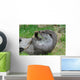 Playful Otter Wall Decal