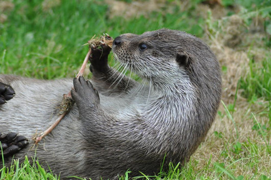 Playful Otter Wall Decal