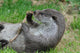 Playful Otter Wall Decal
