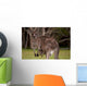 Kangaroo Mom With Baby Wall Decal