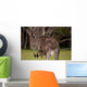 Kangaroo Mom With Baby Wall Decal