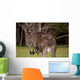 Kangaroo Mom With Baby Wall Decal