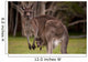 Kangaroo Mom With Baby Wall Decal
