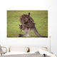 Kangaroo Mother With Baby Wall Decal