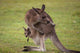 Kangaroo Mother With Baby Wall Decal