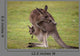 Kangaroo Mother With Baby Wall Decal
