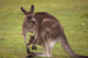 Kangaroo Female With Baby Wall Decal